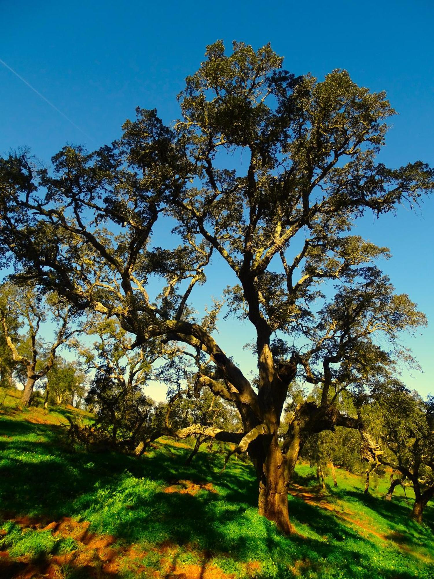 Herdade Vale De Gaios By Stay In Alentejo Сан-Луиш Экстерьер фото